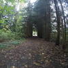 A grove of pines on the trail.