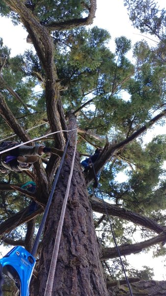 Looking up to the top of the tree.