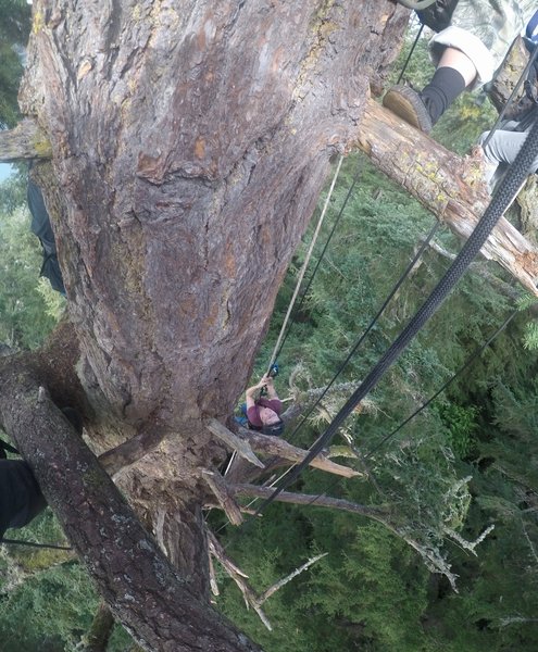 Starting our descent back down the tree.