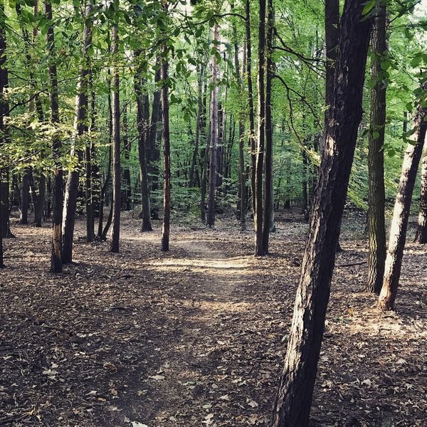 singletrack that winds around the perimeter of Kabaty Forest, Warsaw, Poland.