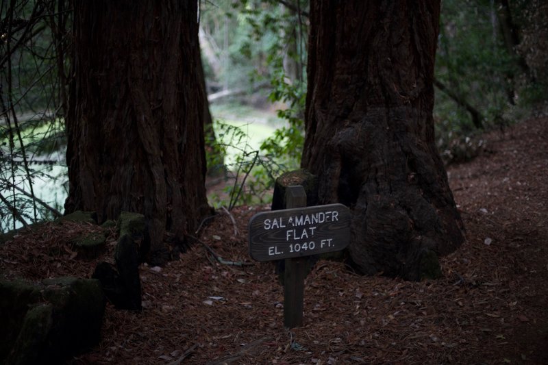 Salamander Flat is where the old reservoir for the estate was located. Today, it is a pond for rough-skinned newts.