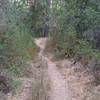 Between Bear Gulch Trail and Bear Gulch Road, the trail is a singletrack, dirt trail where the vegetation grows close to the trail due to the lack of use.