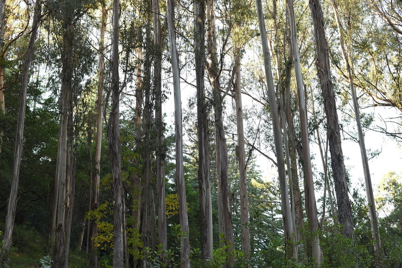 A grove of eucalyptus trees sits at the junction fo the Meadow and Redwood Trails.