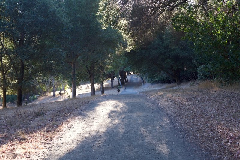 Two deer walk down the Meadow Trail in the evening, close to sunset. They got off the trail and made their way into the fields in this part of the park.