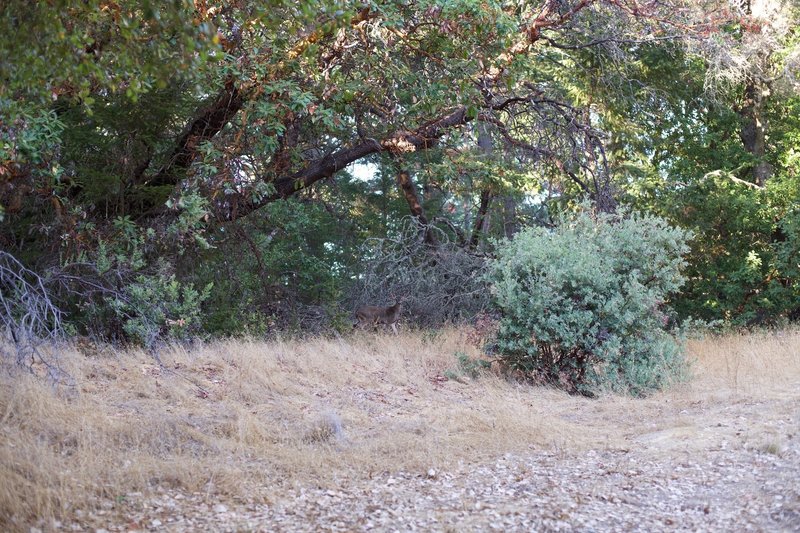 A deer stops to watch hikers on the trail.