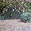 A deer stops to watch hikers on the trail.