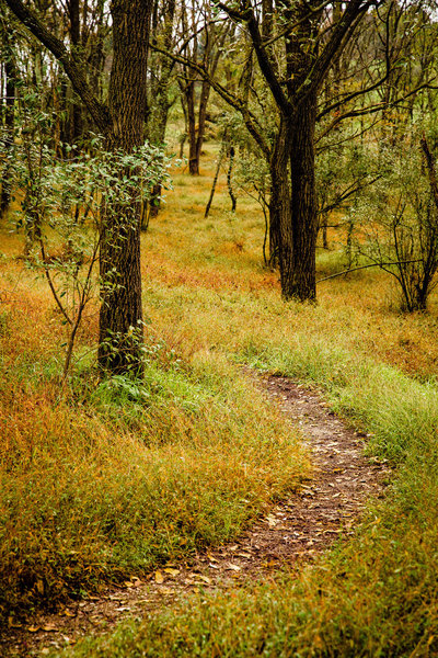 Following the trail