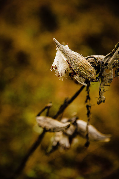 Milkweed Plant along the trail