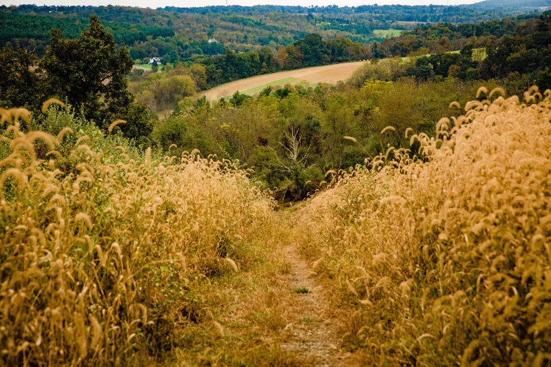 Through open fields