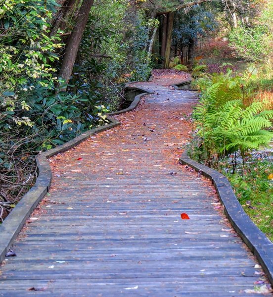 A lovely boardwalk through Cedar Swamp in High Point State Park, NJ