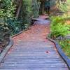 A lovely boardwalk through Cedar Swamp in High Point State Park, NJ