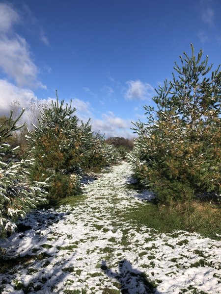 Prairie run through pines