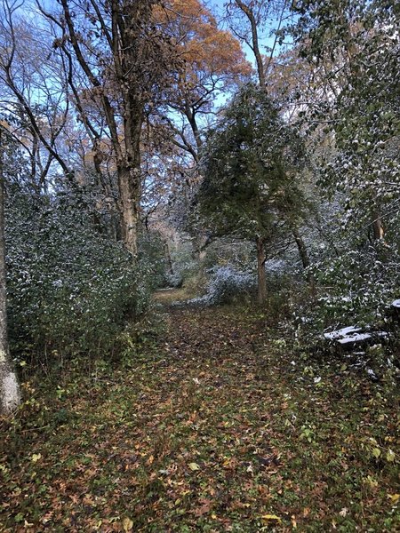 Path through the woods