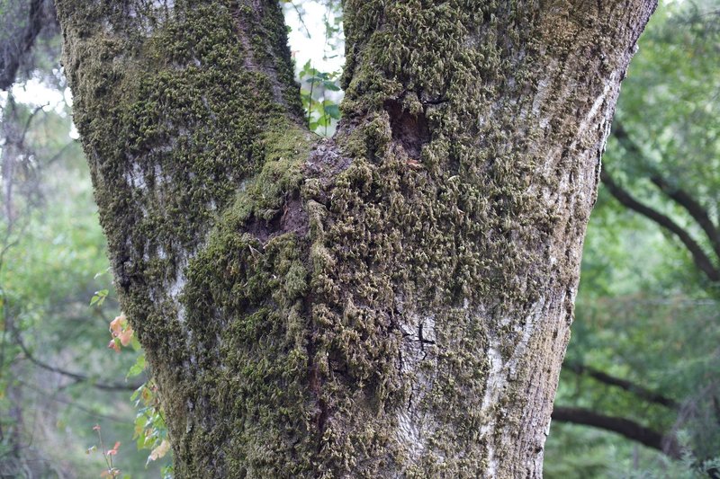 Moss grows on the trees along the trail.