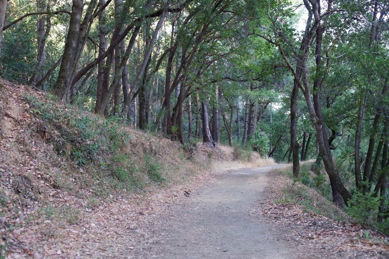 Oak trees line the trail and provide shade on hot summer days.