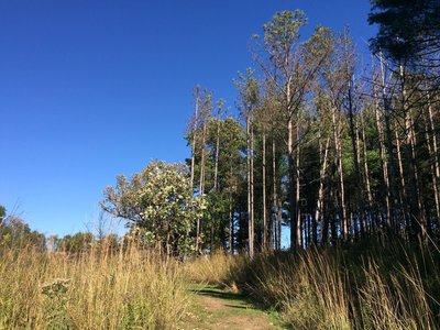 sad stand of pines