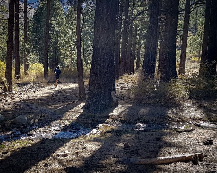 A runner heads up the Valentine Lake Trail.