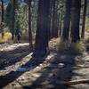 A runner heads up the Valentine Lake Trail.