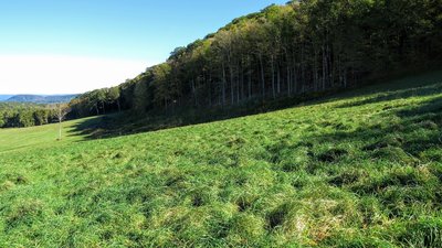 The edge of Fangorn Forest in Middle Earth ... nah, this is just off the AT in northwest Connecticut.