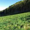 The edge of Fangorn Forest in Middle Earth ... nah, this is just off the AT in northwest Connecticut.