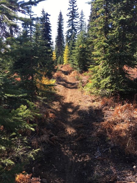 Southern section of Eagle Ridge Trail