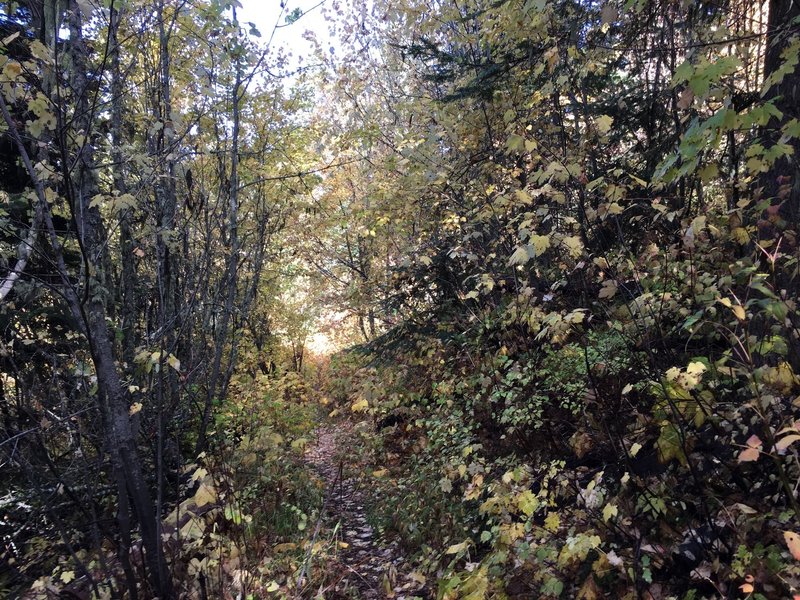 Brush along the shared portion of Lick Creek/Grouse Mountain trails.