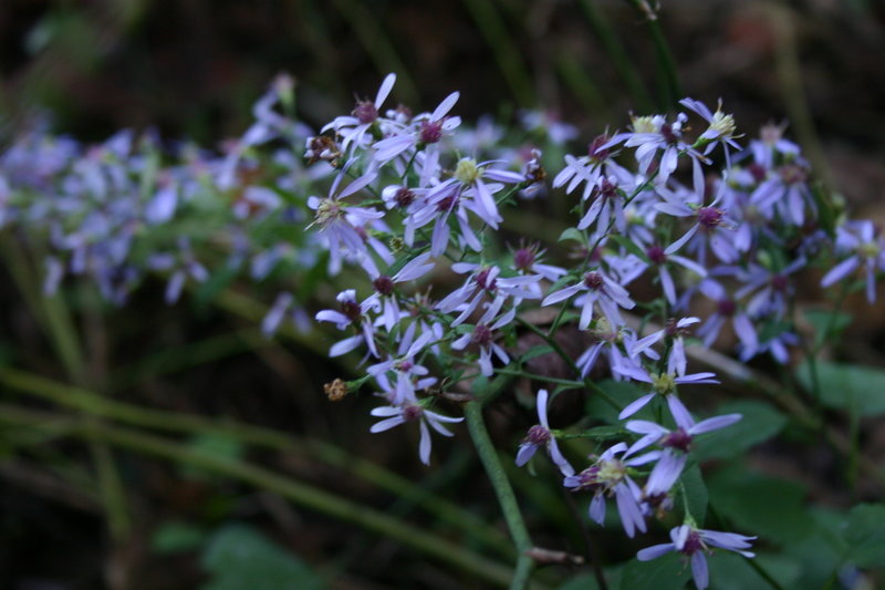 Final blooms of Georgia Aster