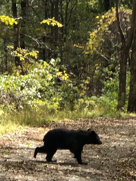 Black bear 15 minutes into Rose River Loop