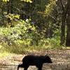 Black bear 15 minutes into Rose River Loop