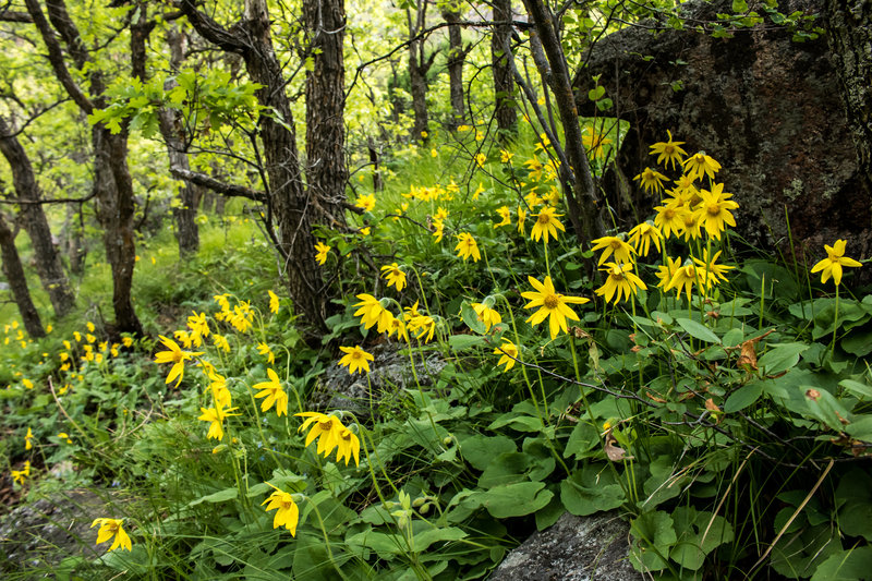 Heart Leaf Arnica