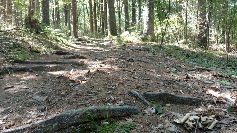 Roots are common on the Deer Run trail.