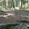 Roots are common on the Deer Run trail.