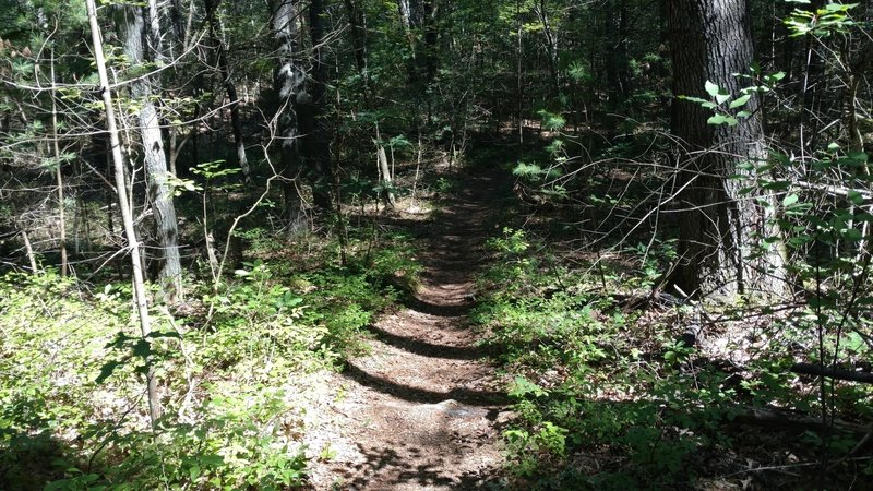 Singletrack section of trail near Deer Run.