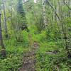 Smooth trail, West Mancos-style