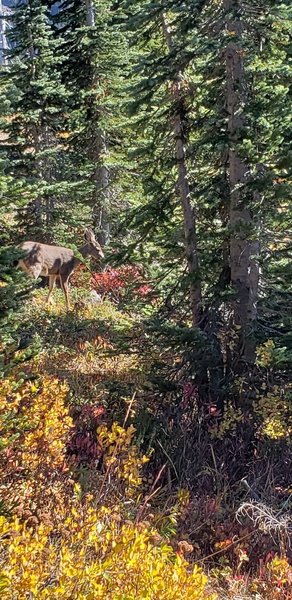 A deer at the Paradise parking lot near the visitor center. The start of th Alta Vista trail.