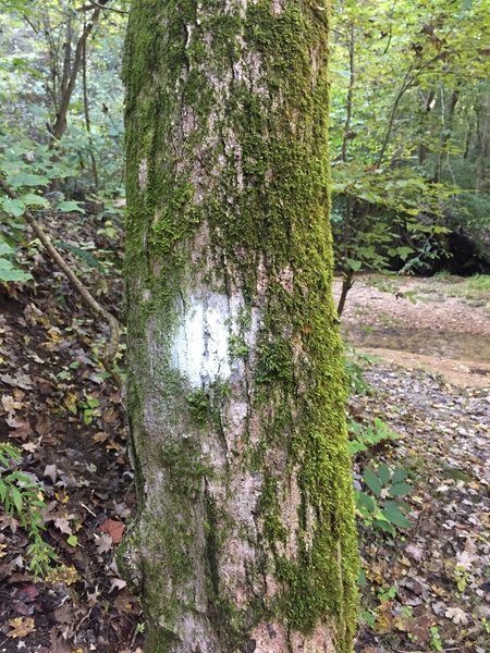 Chickasaw Bluff Trail has white markers.