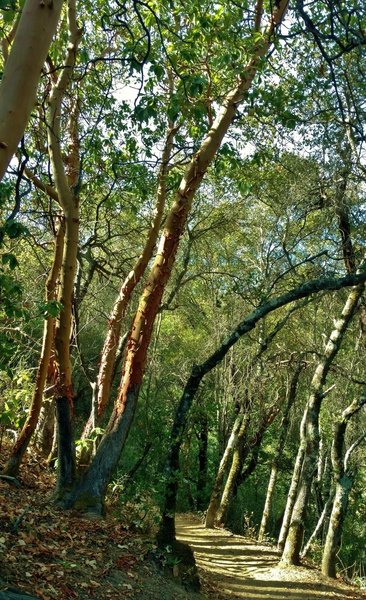 The sunlit woods with manzanita and other trees along the hillsides of Contour Trail.