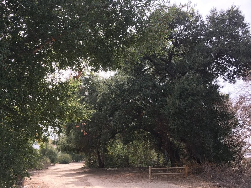 Shady seating under a gorgeous California Live Oak tree