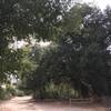 Shady seating under a gorgeous California Live Oak tree