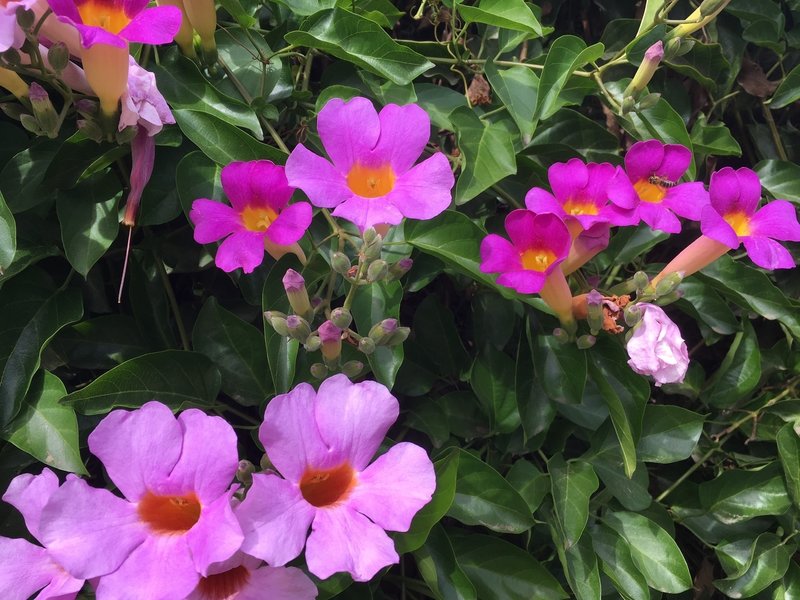 Beautiful flora along the trail.