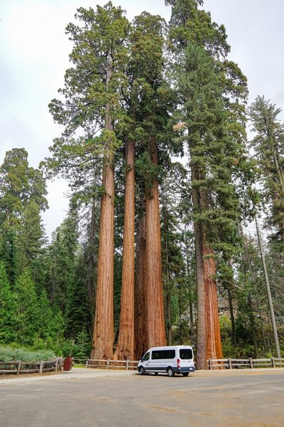 Views of the giant sequoias don't require much effort to enjoy, even from the parking lot.