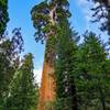 The General Grant Tree towers above the surround forest.