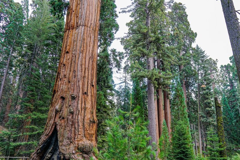 This trail provides constant views of these majestic trees.