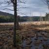 Across Alder Pond