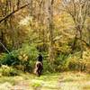 Horse along the trail.