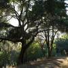 Sun breaks through the trees in the late afternoon along the Meadow Trail.