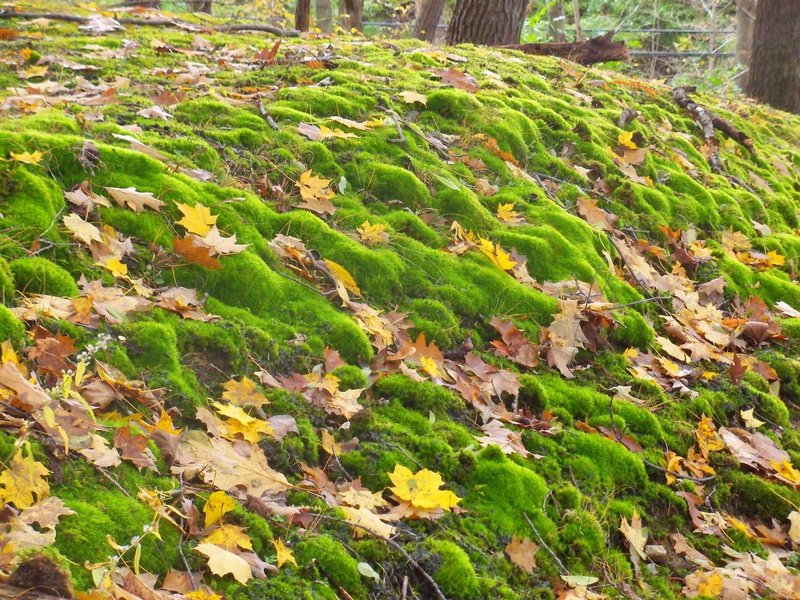 Mt. Gilead State Park - mossy hillside.