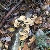 Fungi on the trail. Lovely autumn views!