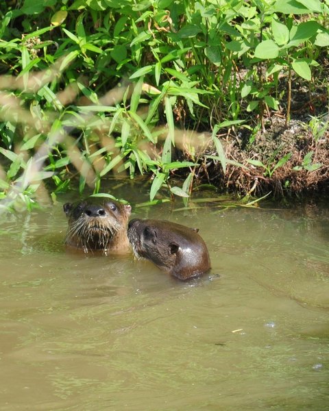 North American river otter (Lontra canadensis), by Deaver Pond on the Meadow Pond Trail at Hagerman National Wildlife Refuge near Denison, Texas