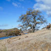 Free range llama (not fenced in) at Emigrant Lake.